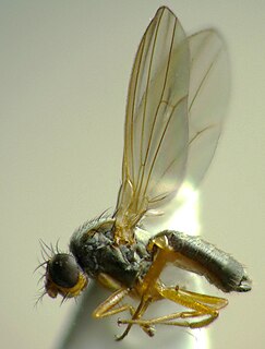<i>Drosophila funebris</i>