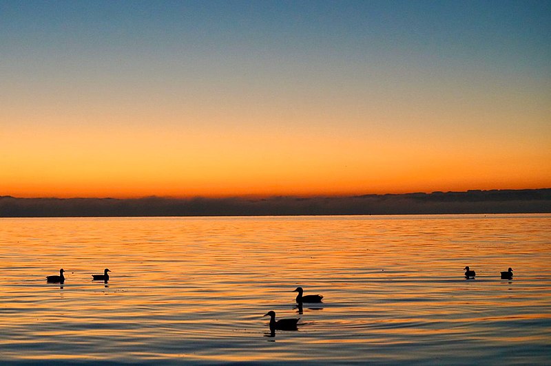 File:Ducks on Zuger See.jpg