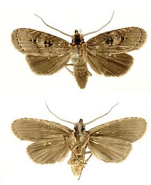 Dunama janewaldronae male.JPG