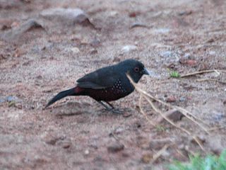 <span class="mw-page-title-main">Dusky twinspot</span> Species of bird