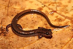 Dwarf salamander.jpg
