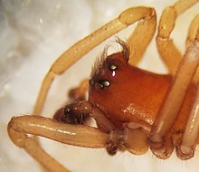 Cüce örümcek cephalothorax.jpg