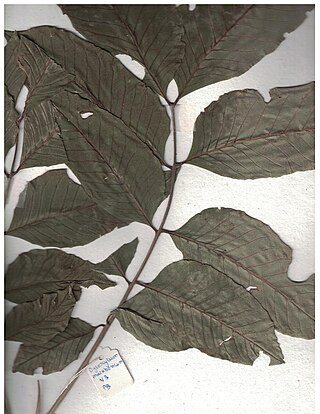 <i>Dysoxylum malabaricum</i> Species of plant