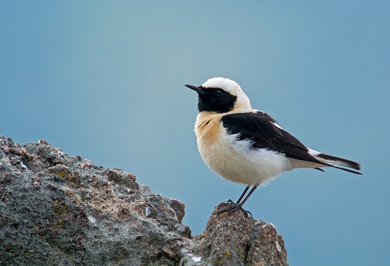 File:Eastern Black-eared Wheatear (Oenanthe melanoleuca), male, Lesvos, Greece, 17.04.2015 (17163344538).jpg