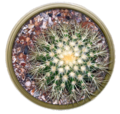 Echinocactus grusonii20051007 01.png