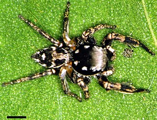 <i>Habronattus brunneus</i> Species of spider