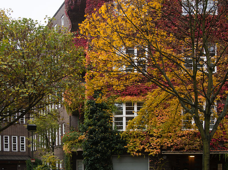 File:Efeu-bedecktes Haus in der Nassauischen Straße 20141104 2.jpg