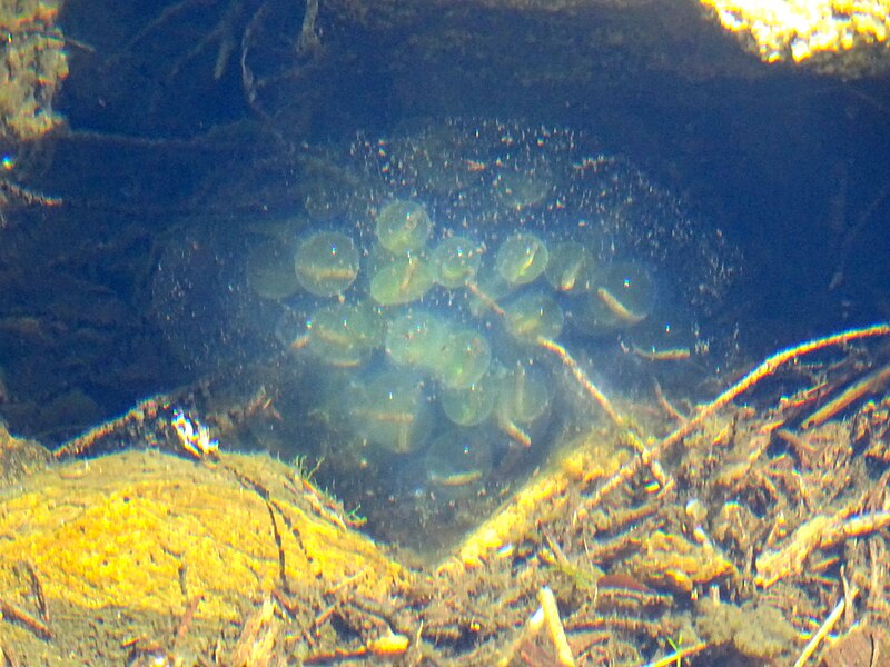 File:Egg Mass.JPG