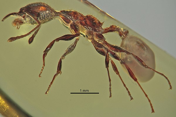 Electromyrmex klebsi