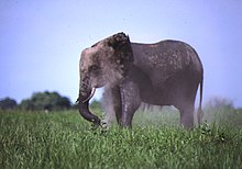 Elephant dust bathing in Botswana Elephant Dust Bath.jpg