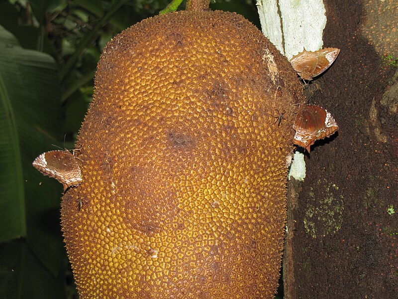 File:Elymnias hypermnestra group on jackfruit.jpg