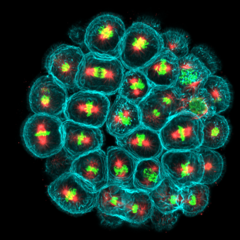 File:Embryo in flower.png (Category:Echinoidea)