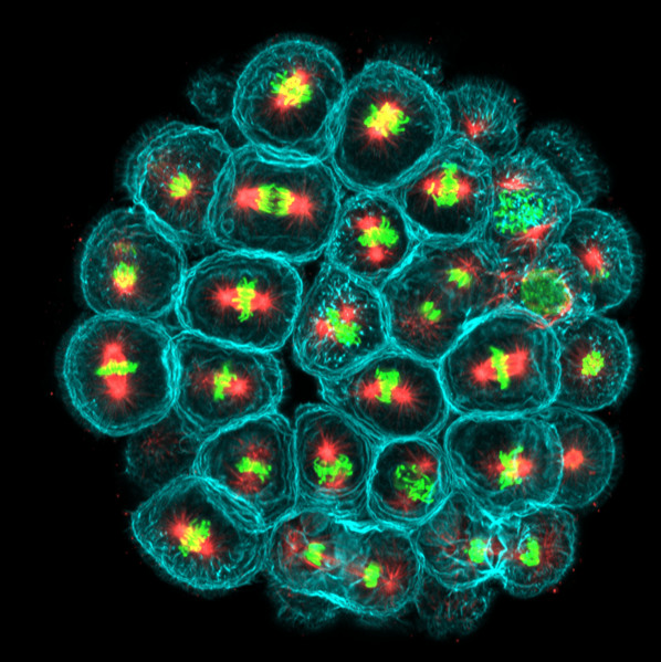 File:Embryo in flower.png