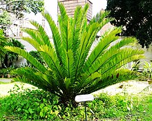 Encephalartos altensteinii00.jpg