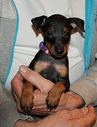 black and tan english toy terrier