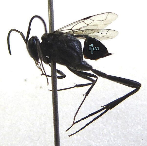 File:Ensign Wasp (Evaniidae) (10155214263).jpg