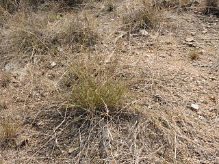 <i>Eragrostis lehmanniana</i> Species of grass