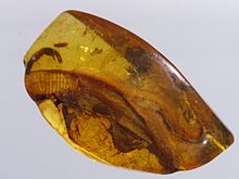 Lizard in amber Eridechse in Bernstein.jpg