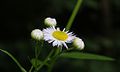 Erigeron annuus