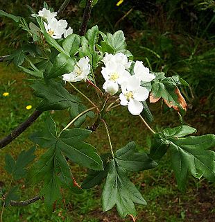 <i>Malus trilobata</i> species of plant