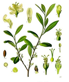 Erythroxylum coca - Köhler–s Medizinal-Pflanzen-204.jpg