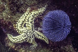 Avec un de ses prédateurs, l'étoile Marthasterias glacialis.