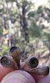 Small, pear-shaped capsules with ribs of Eucalyptus dura