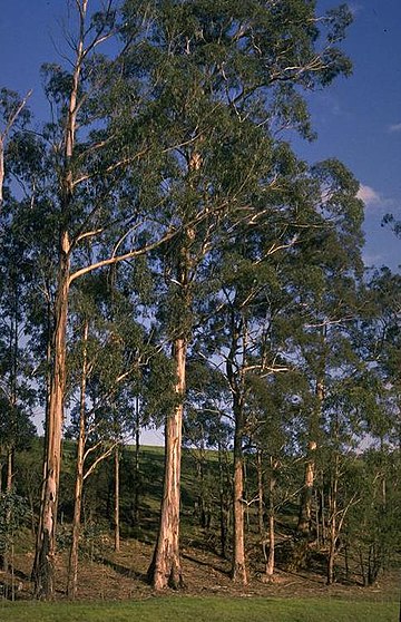 Eucalyptus globulus subsp. maidenii