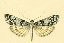 Eudonia vallesialis.JPG