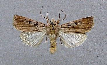 Ljusgrått jordfly, Eugnorisma glareosa