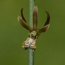 Eulophia andamanensis flower.jpg