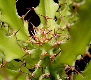 <i>Euphorbia wakefieldii</i> Species of flowering plant