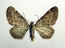 Eupithecia pernotata.jpg