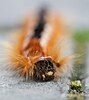 Detail of the head of a cape lappet caterpillar