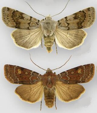 <i>Euxoa chimoensis</i> Species of moth