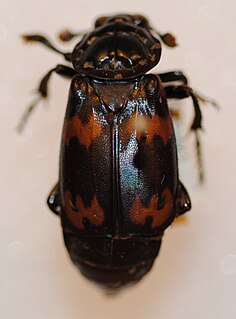 <i>Nicrophorus podagricus</i> Species of beetle