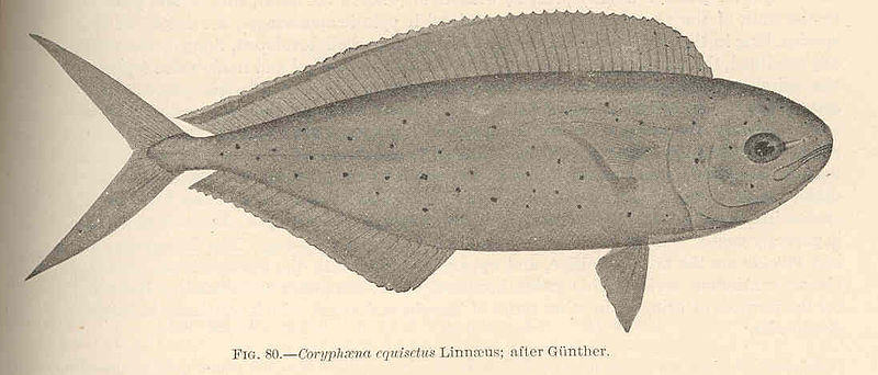 File:FMIB 42445 Coryphaena equisetis Linnaeus; after Gunther.jpeg