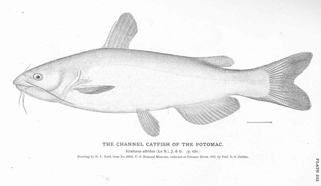 File:FMIB 51133 Channel Catfish of the Potomac.jpeg - Wikimedia