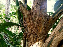 Trunk of F. cambagei, which has a similar plaited appearance to F. fagraeacea