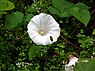 Calystegia silvatica (Gestreepte winde)