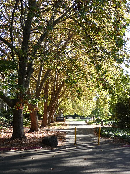 File:Fall colors near gym.JPG