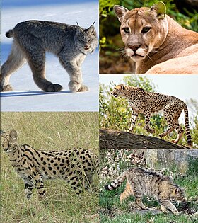 Diversidade da subfamília: à esquerda, Lynx canadensis (acima), Leptailurus serval (abaixo); à direita, Puma concolor (acima), Acinonyx jubatus (meio), Felis silvestris (abaixo).