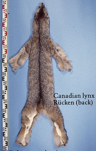 File:Felis lynx canadensis (Canadian lynx) fur skin back.jpg