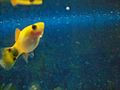 Platy femella