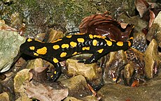 Feuersalamander-salamandra-salamandra.jpg