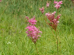 Filipendula rubra1cm195902. jpg