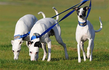 Canis lupus subsp. familiaris (Whippet)