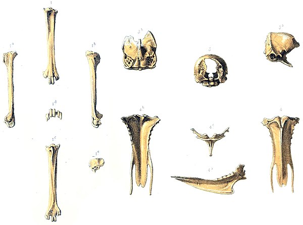 First bones described in 1874; a tarsometatarsus (1.–1e.), a fragmentary skull (3.–3b., and a sternum (4.–4c.)