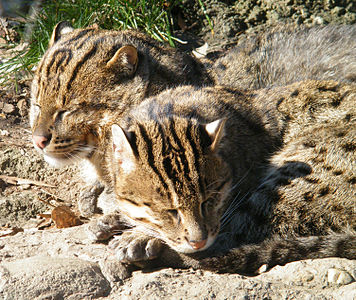 Ulusal Hayvanat Bahçesinde Balıkçı Kediler - Stierch B.jpg