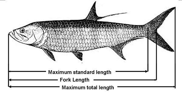 Example of fish length measurements. For standard weight equations, the total length is used. This fish is a tarpon. Fishlength.jpg